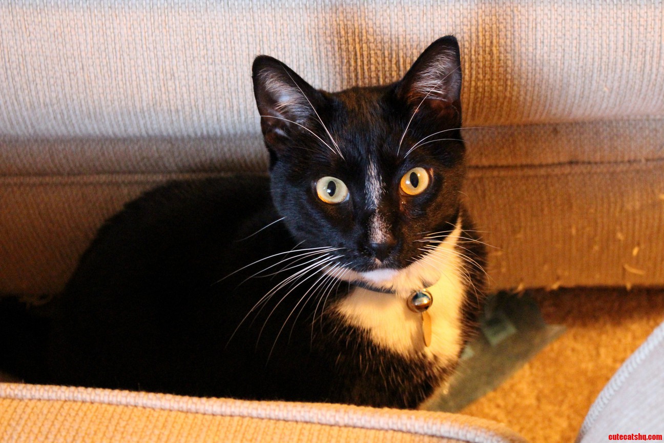 Dean Seems to Be Wondering What Im Holding and If Its Edible or Not... First Cat Pic with My New Dslr