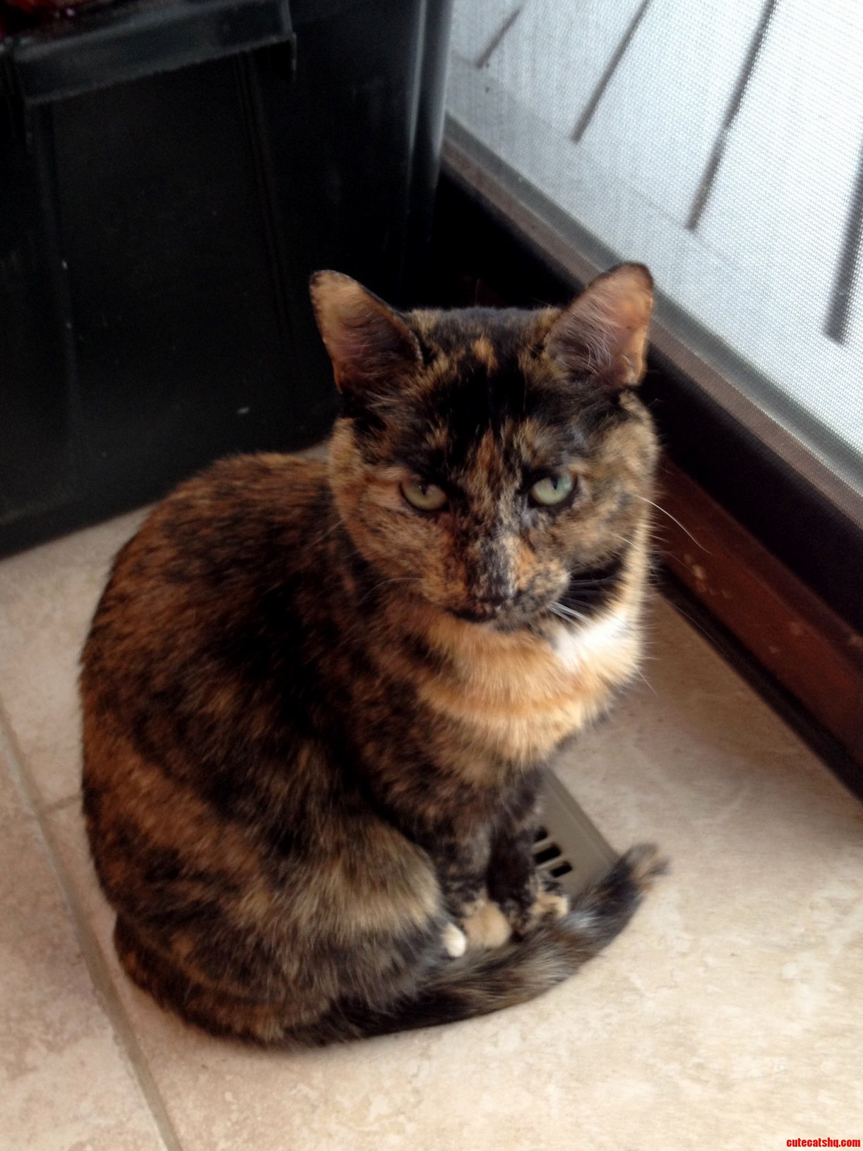 Decided That I Needed to Post Something to Start the Year Off So Heres a Picture of My Cat Mystery. in Glorious Potato Quality