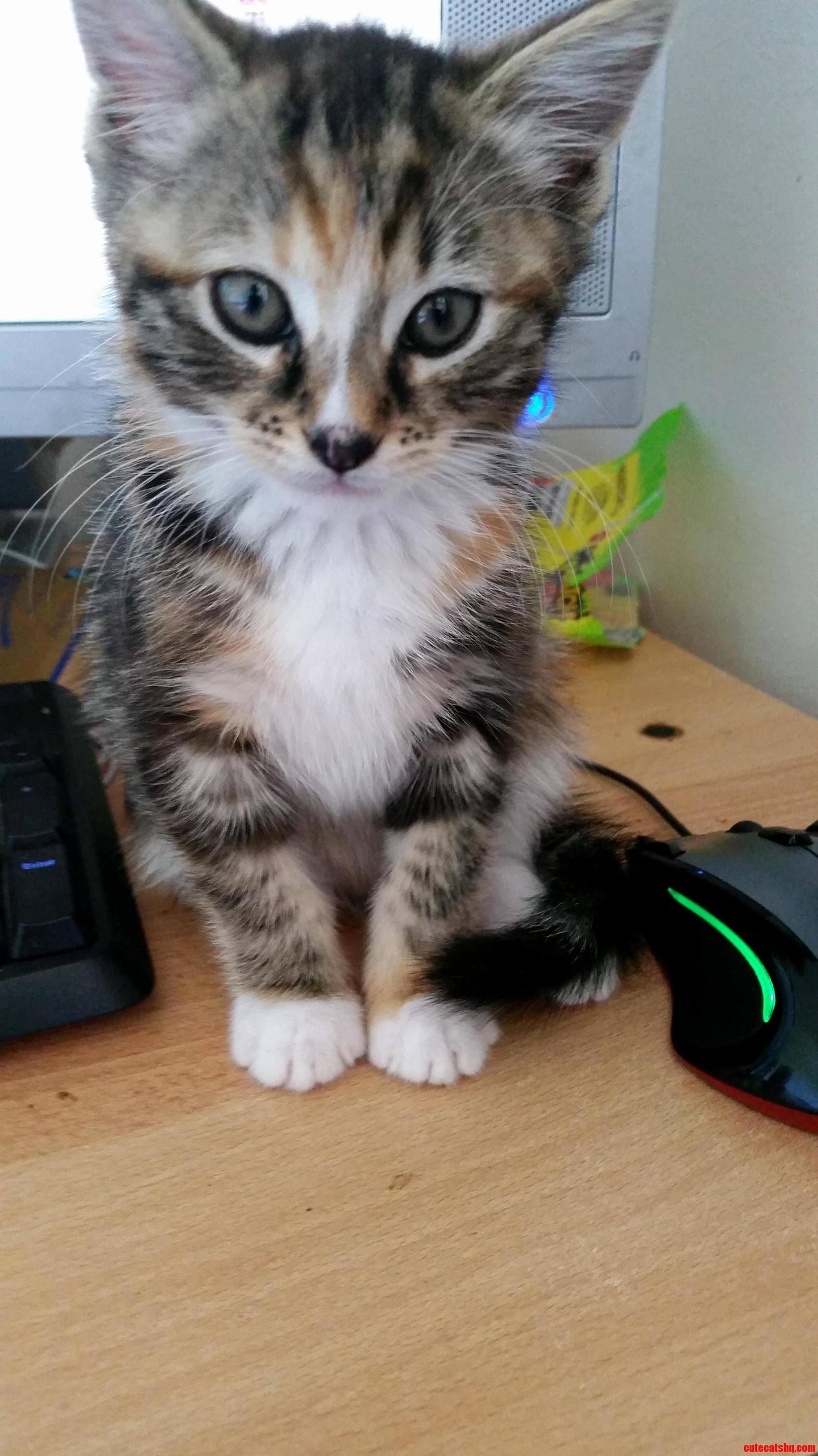 Doja Growing Up and Utilizing Cat Model Face