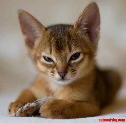 Dont Mess with This Pussy