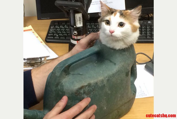 Ever Wanted to See a Cat Inside a Watering Can