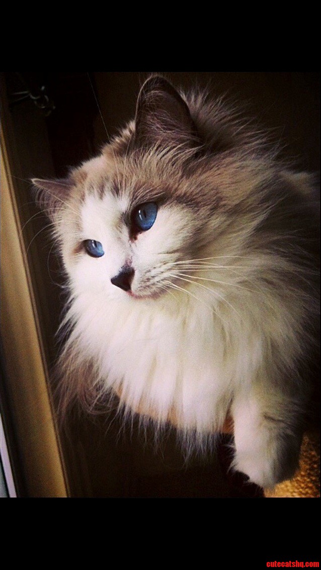 Everyone Meet Poco Kitty Vogue Model-in-training
