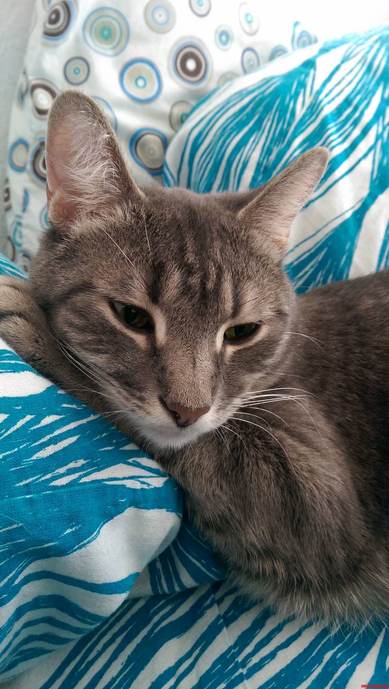 Extremely Photogenic Jory the Cat
