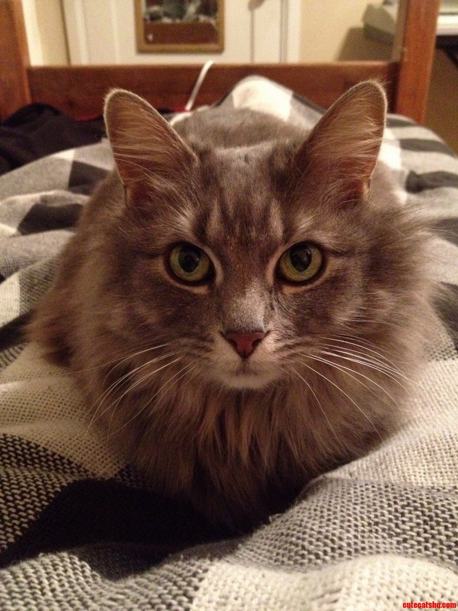 Falcon Accepts Me Now That She Knows My Lap Means Ear Scratches and Cat Naps.