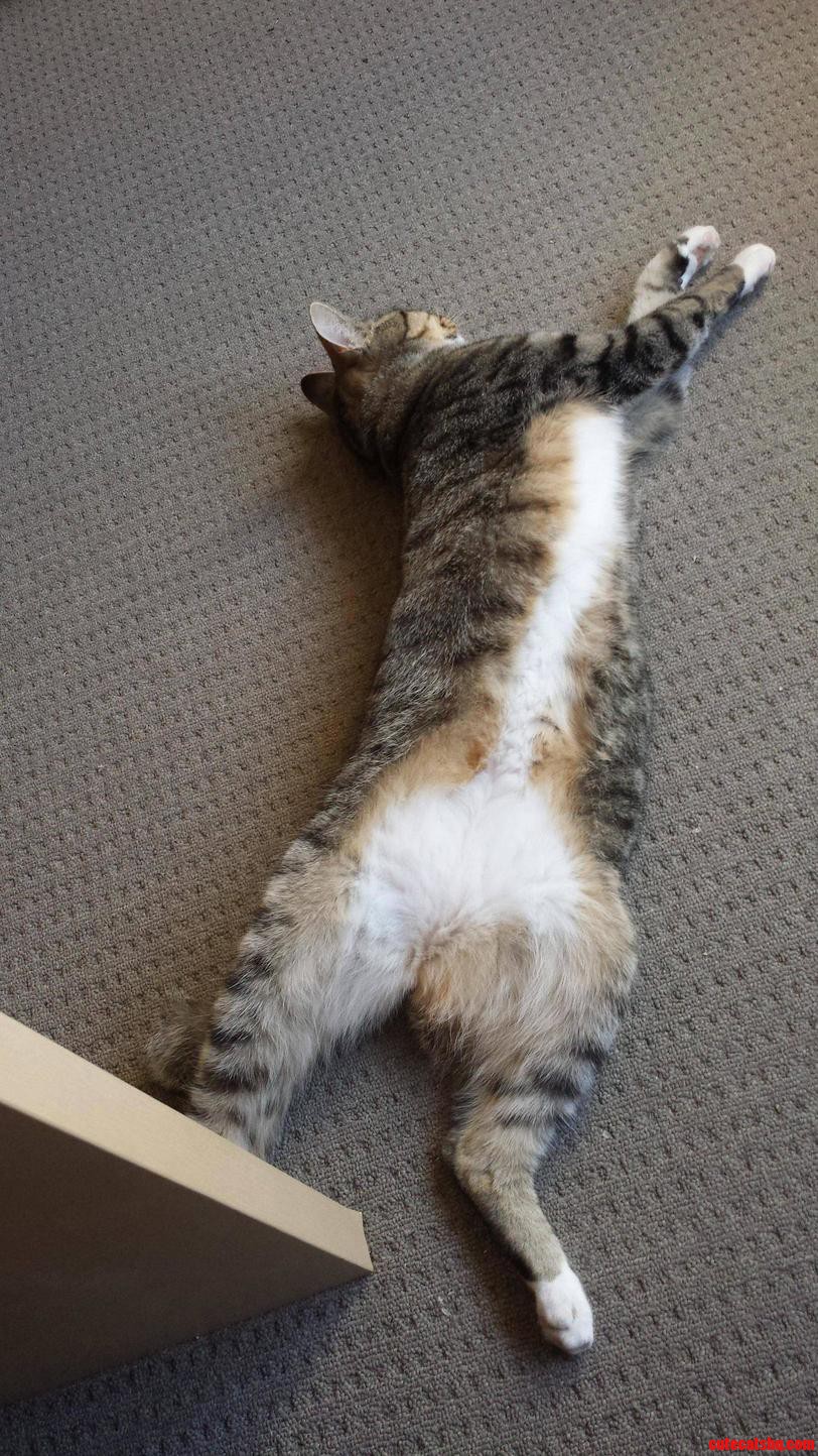Far Too Hot but Still Wanting to Be Near Me. He Fell Asleep Like This