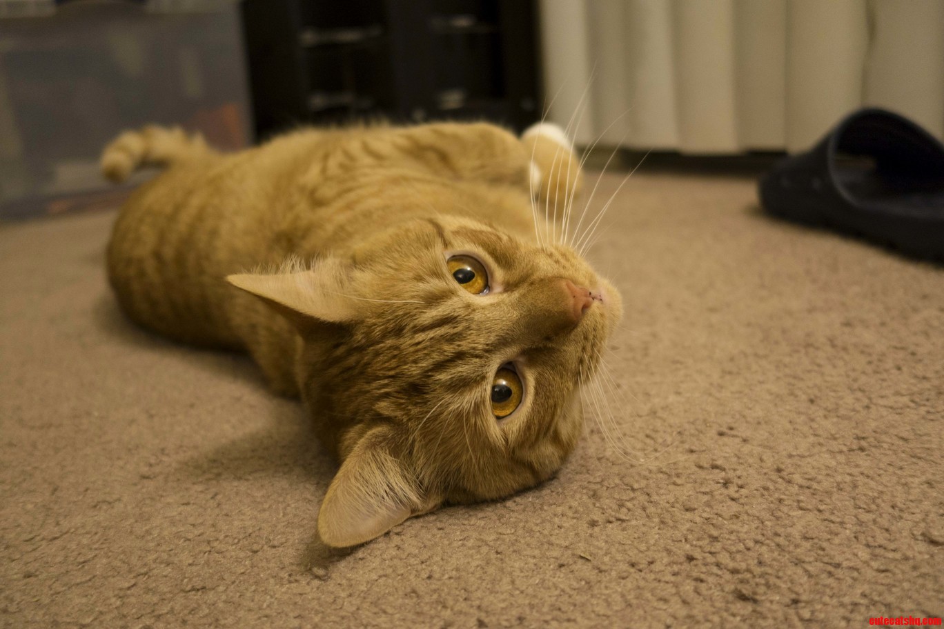 Finally Got Him to Look at the Camera.