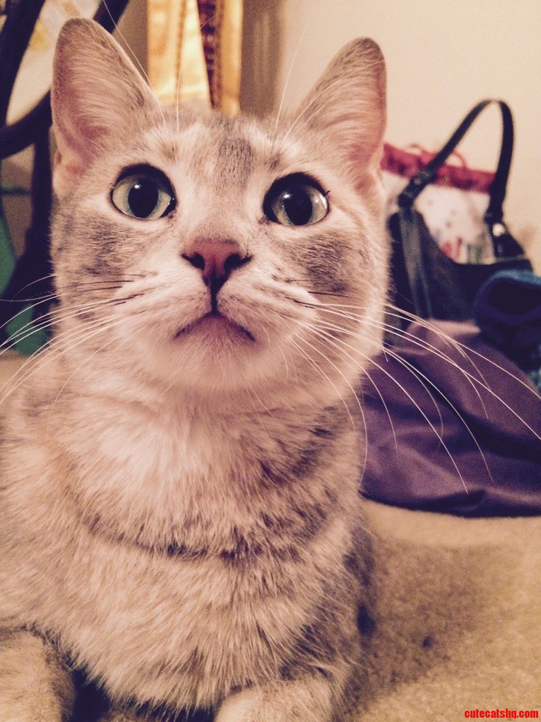First Cat Wish Me Luck