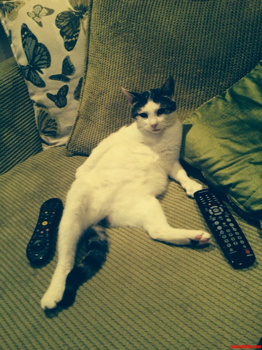 Freddie Cat Is Just Chilling