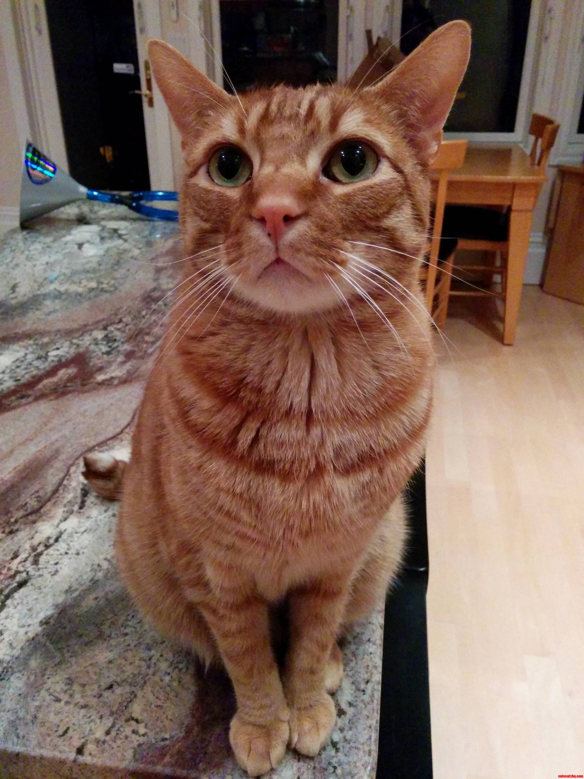 Fry My Orange Tabby Named After the Futurama Character