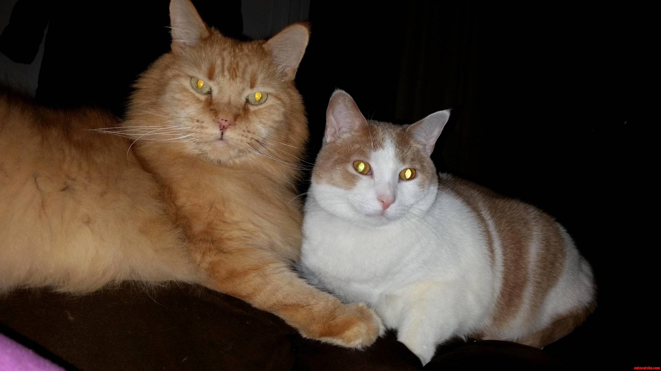 Furever Friends