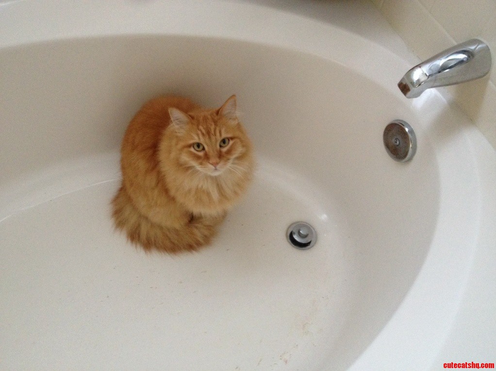 Garfield Waiting Patiently for Some Water.