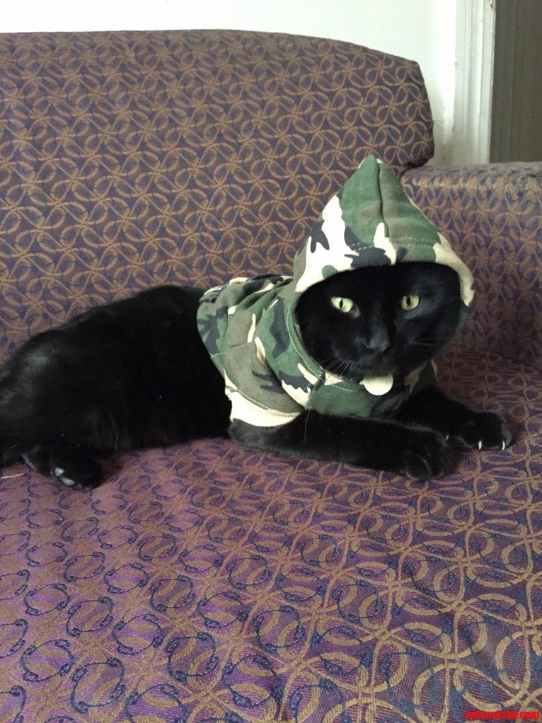 Getting Cold in Michigan. Had to Get My Outdoor Cat Lincoln a Hoodie