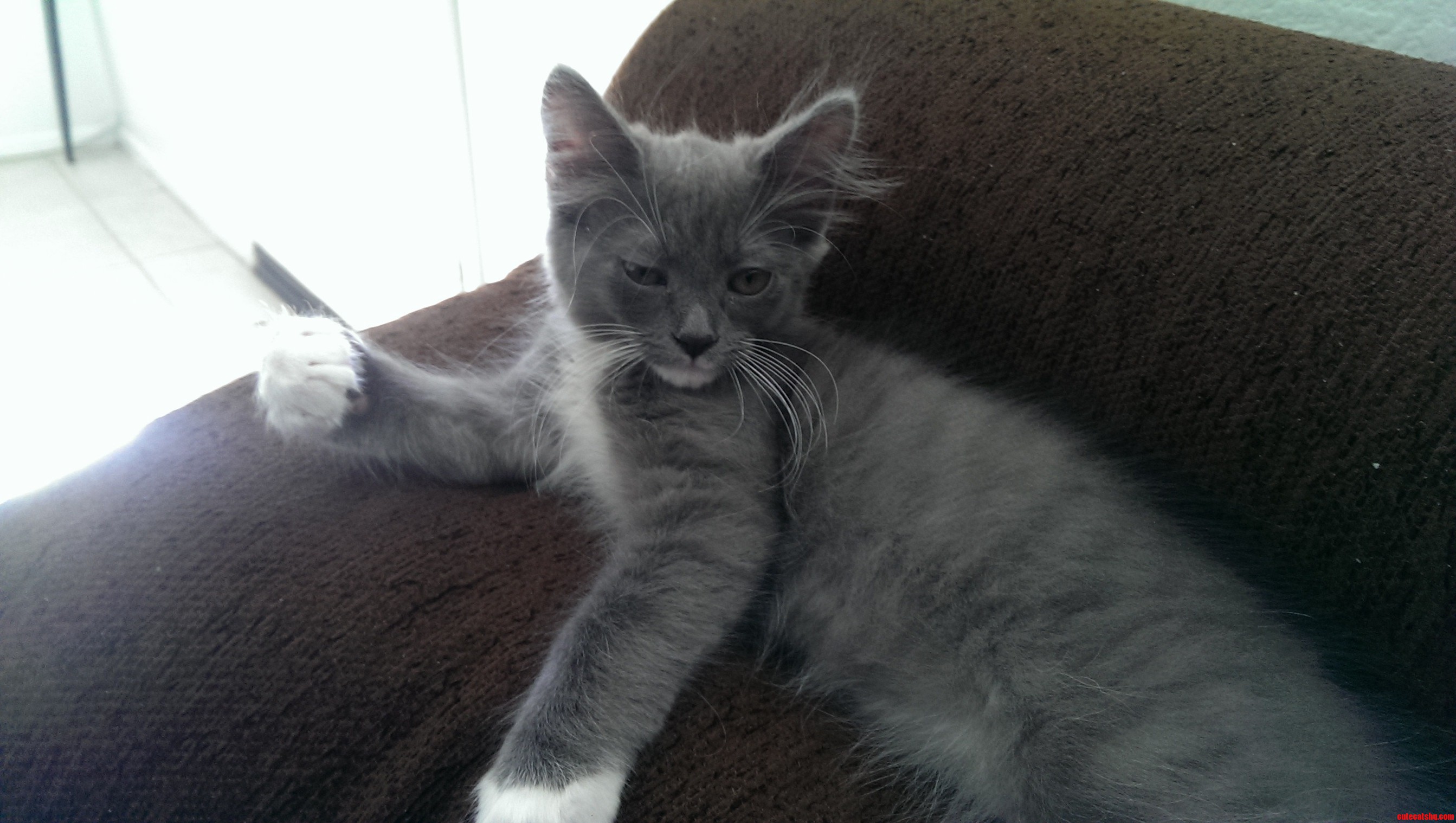 Ghost Showing Off His Muscles