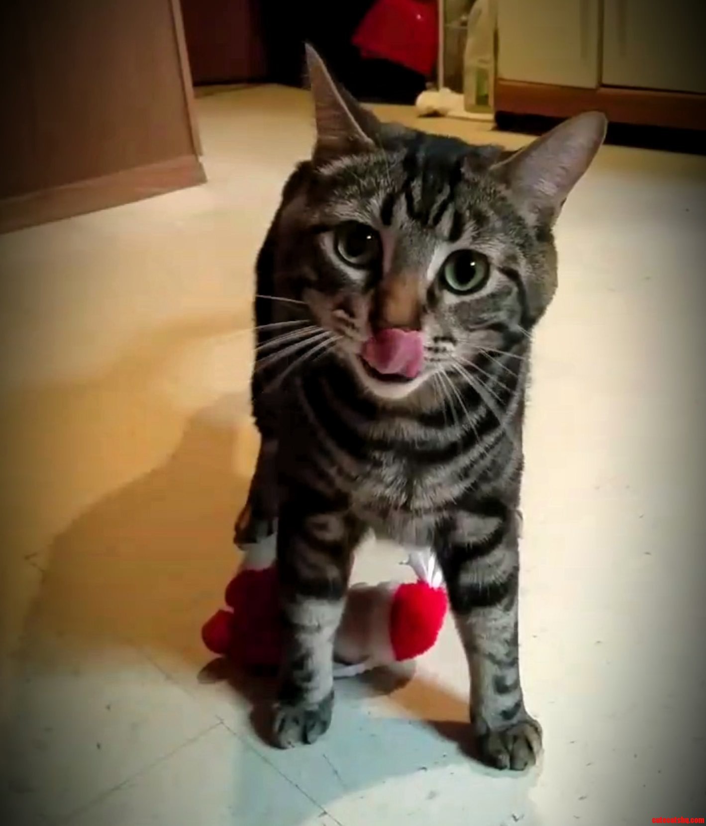 Gimli Playing with One of His Stocking Stuffer Gifts a Santa