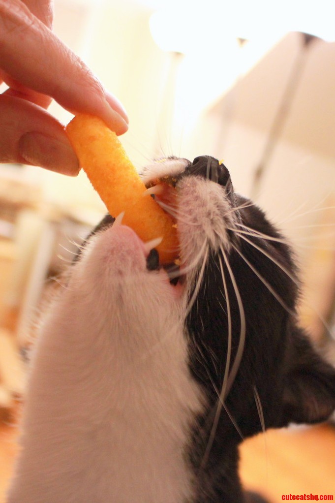 Gimme Cheese Doodle