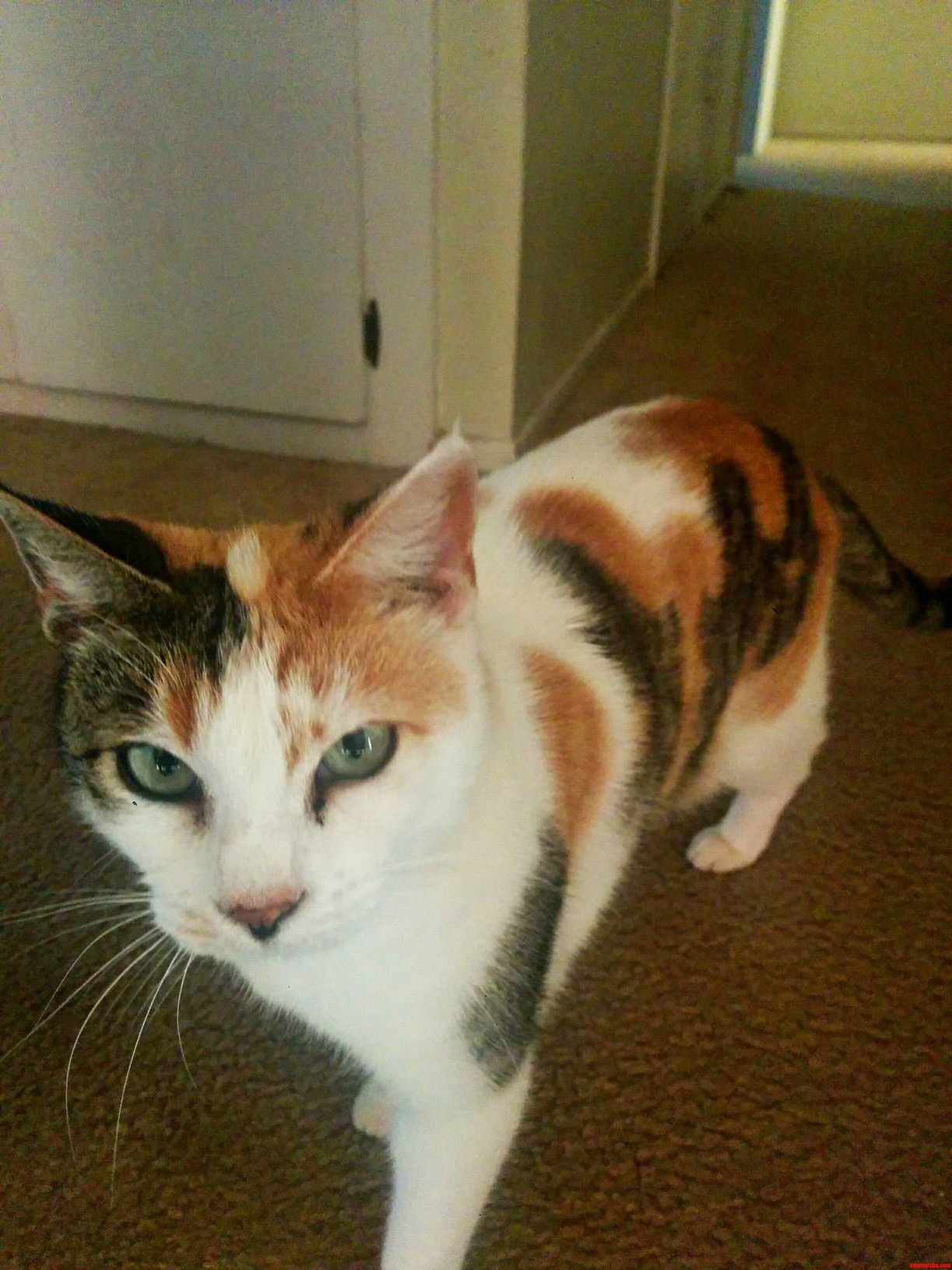 Gorgeous Cat but She Hates Us All When We Show Nothing but Love. You Can Tell Just by How She Looks at You.