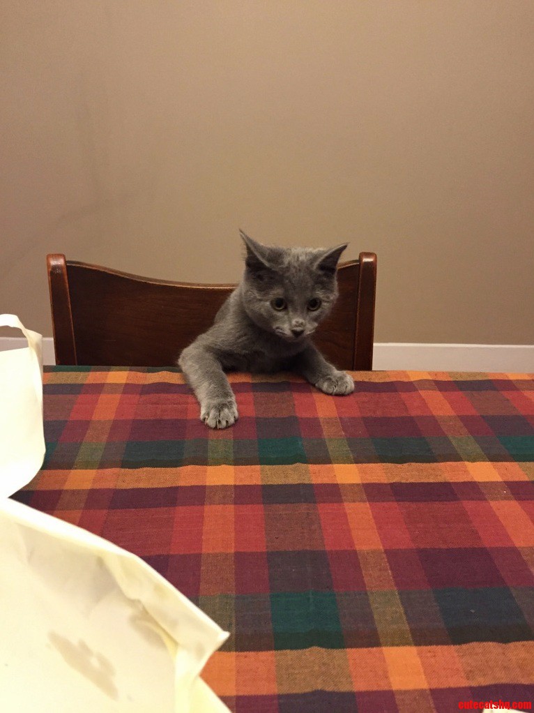 Got a New Table Slade Approves.