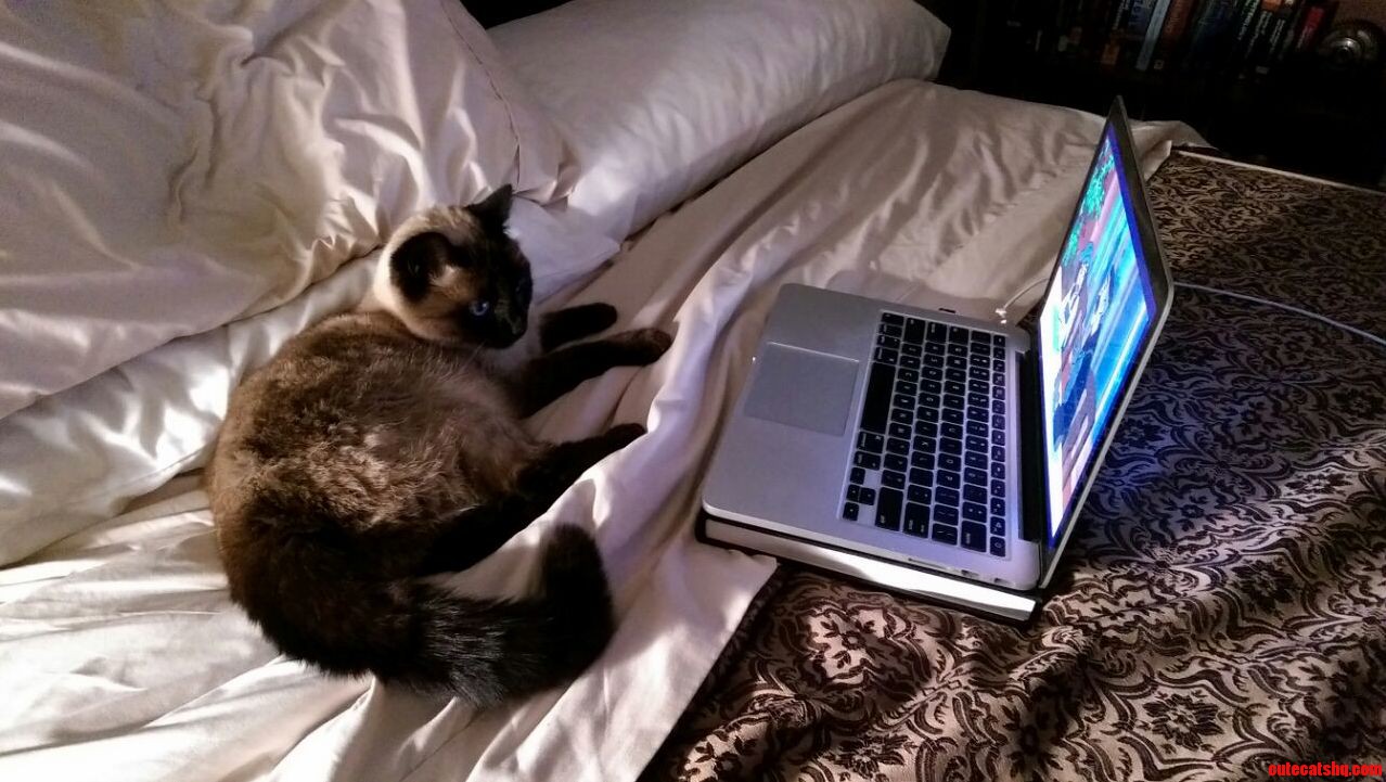 Got the Cat Addicted to Netflix.