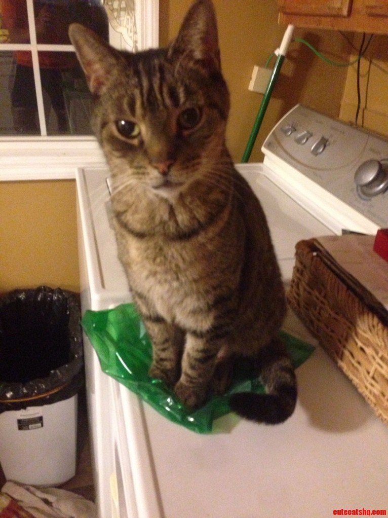 Green Bag That My Cat Always Sits on