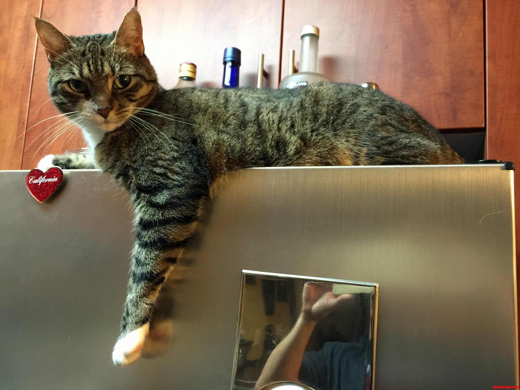 Guardian of the Fridges