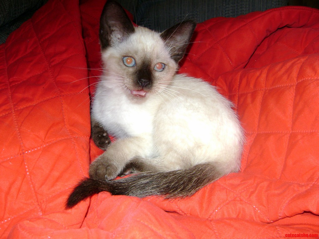 Hammy Mid-meow