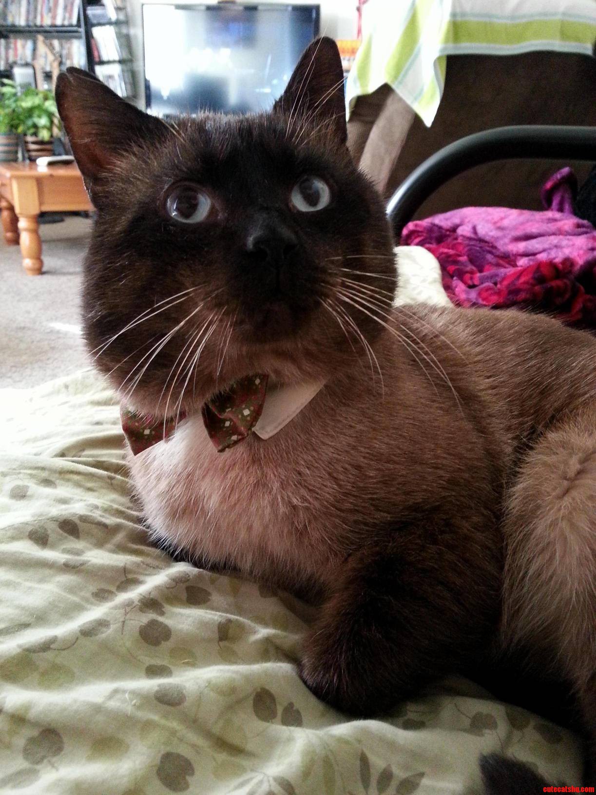 Handsome Punk