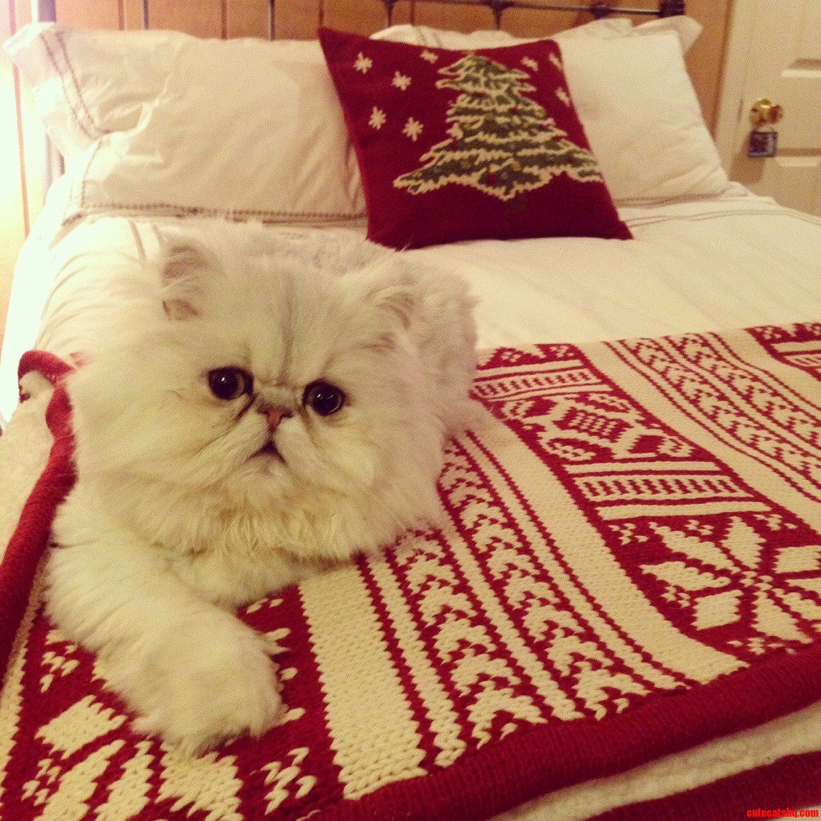 Have a Morty Christmas