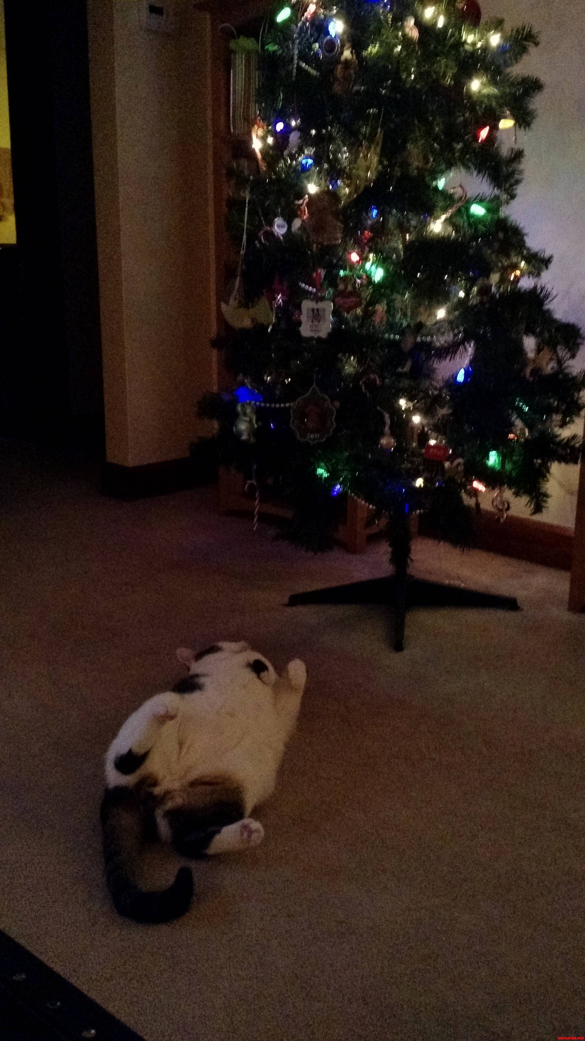 Having a Cat in December and Being Awake Past Midnight Is Like...