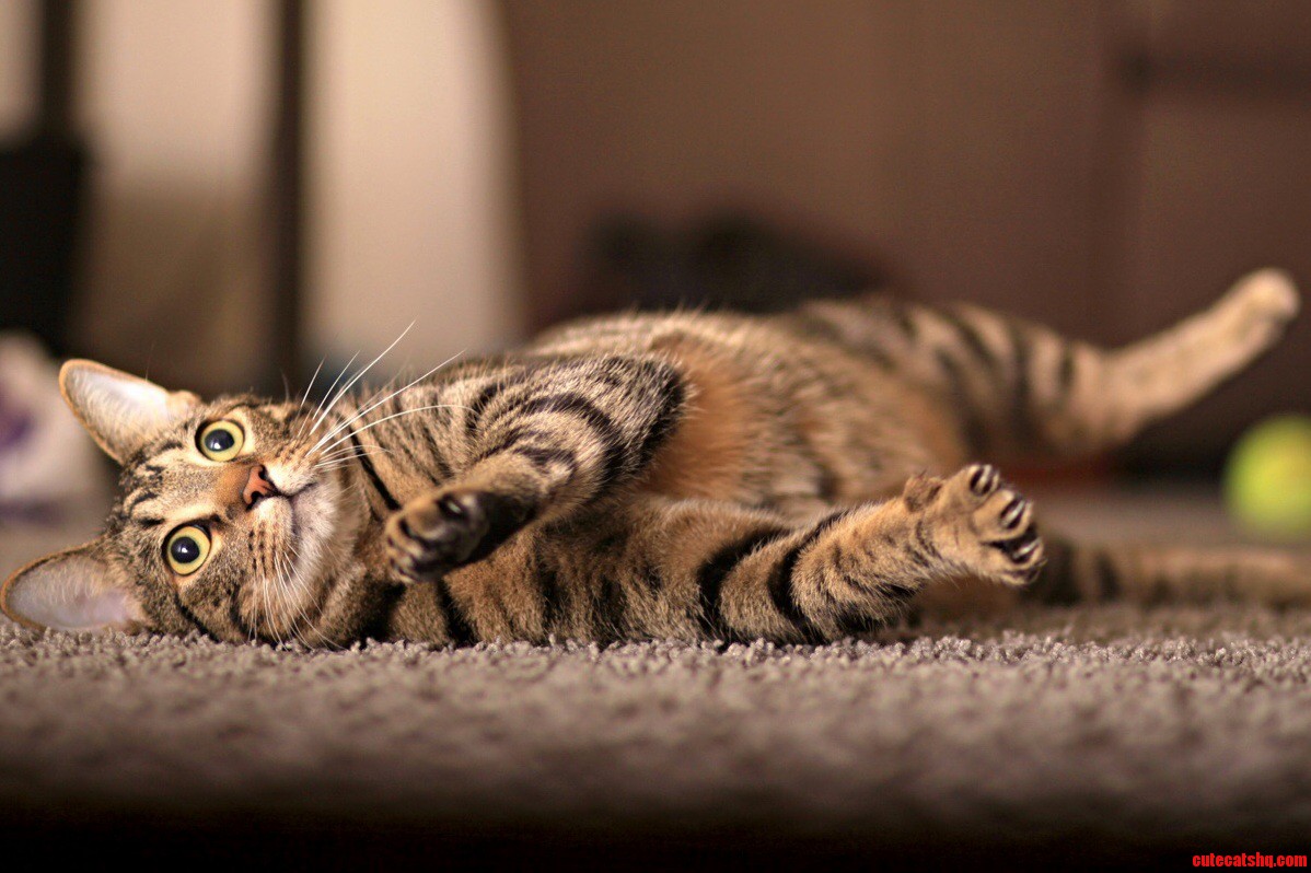 He Looks All Cute and Innocent but I Ve Never Met a Cat More Destructive Than He.