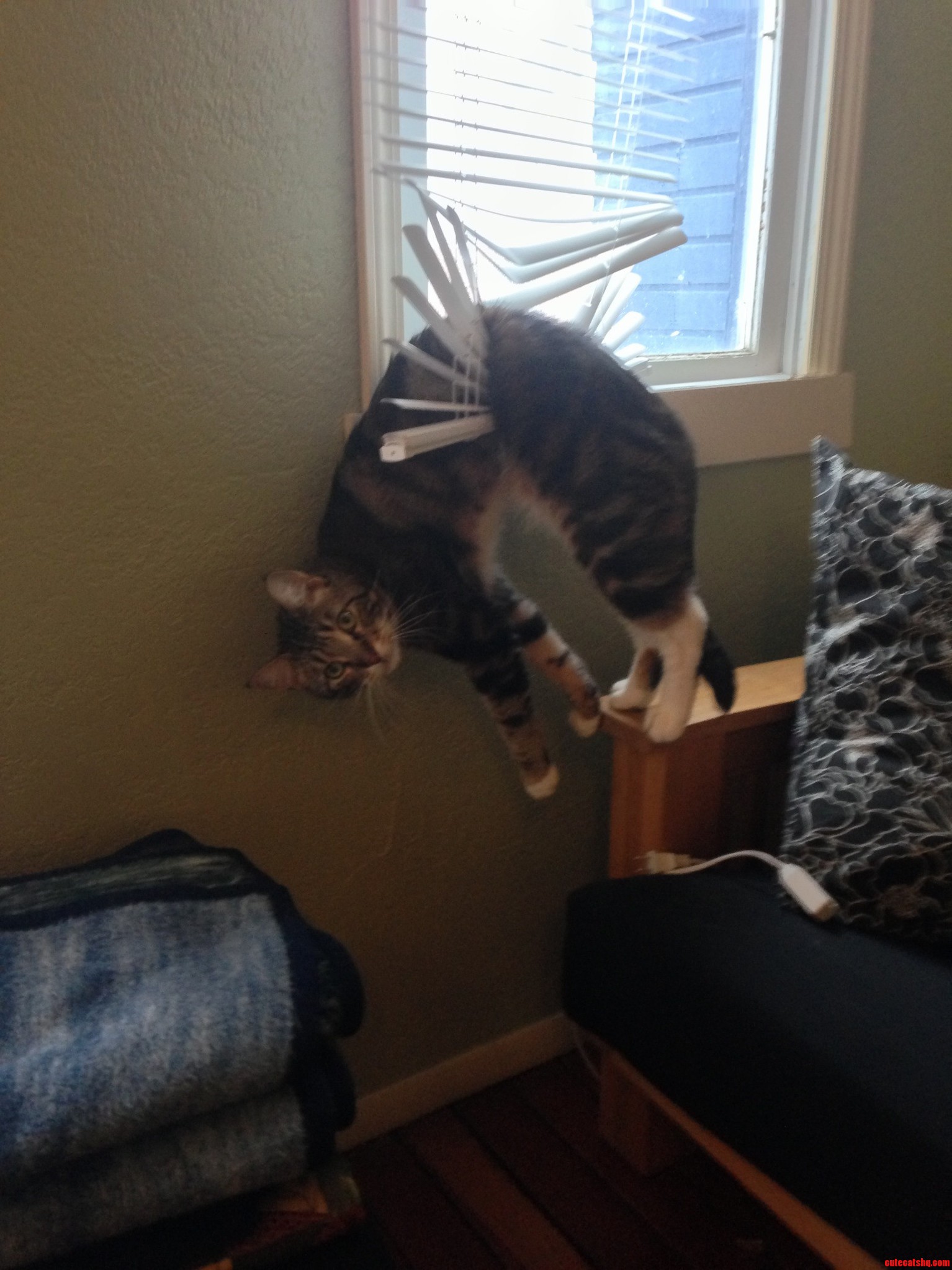 He Required Help to Get Down. Fortunately No Permanent Damage to the Cat or the Blinds.