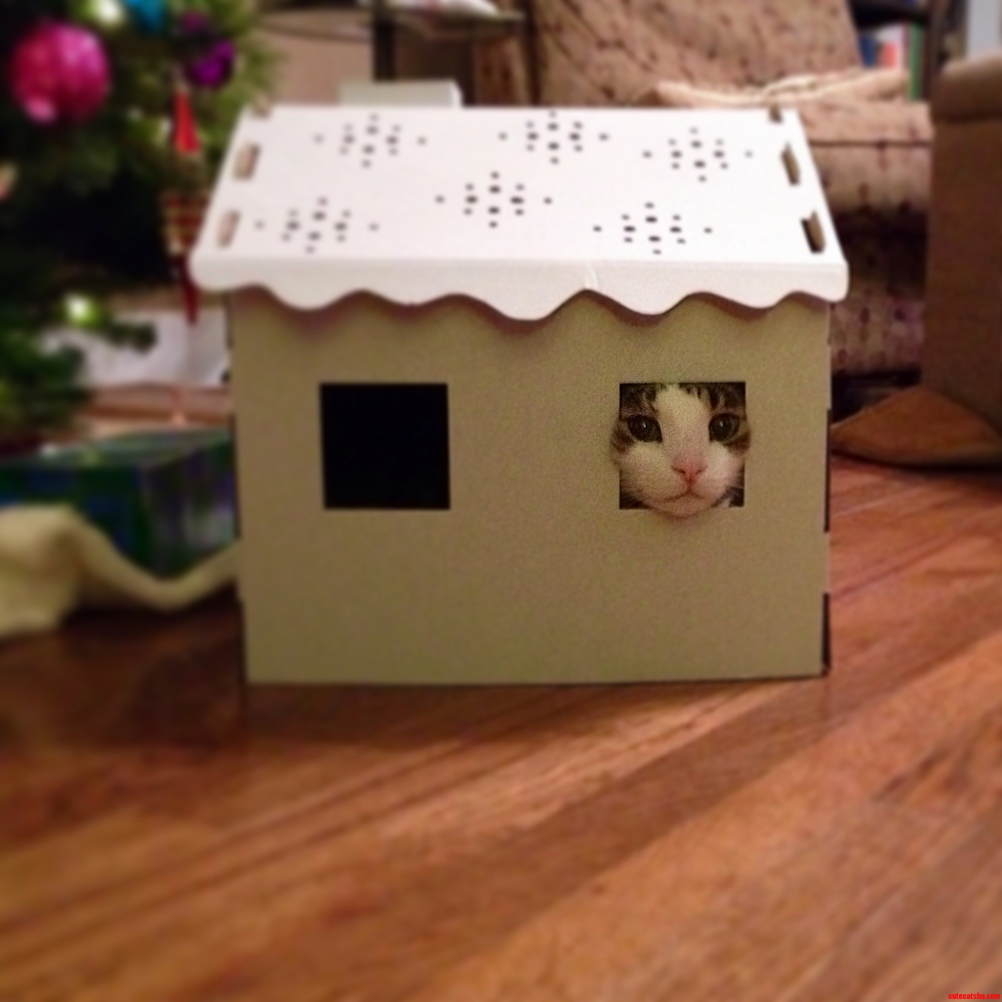 Heeeeeeeeeeeres Mr. Tiddles.