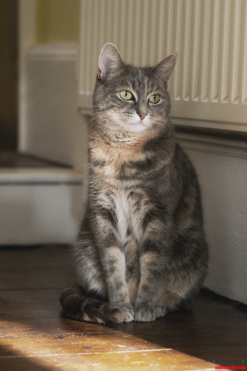 Her Favourite Spot Next to the Radiator