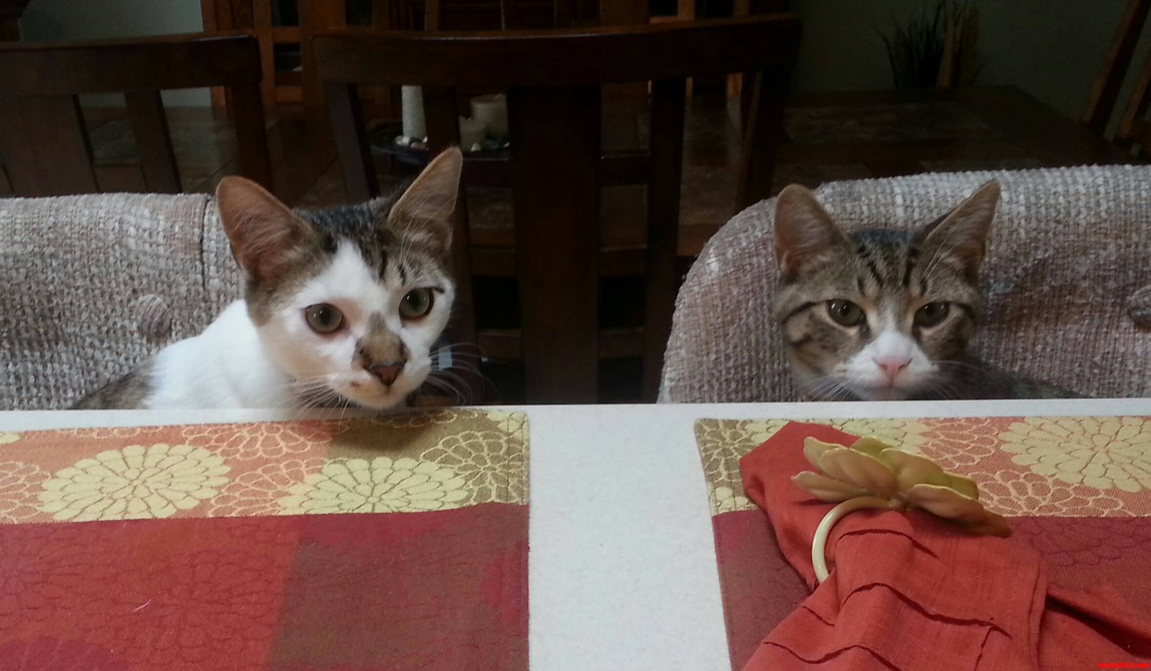 Hey Mom Is That Food for Us