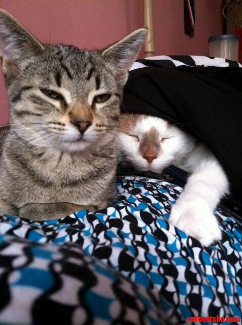 I Couldnt Get Out of Bed with These Two on My Lap. They Were Too Cute
