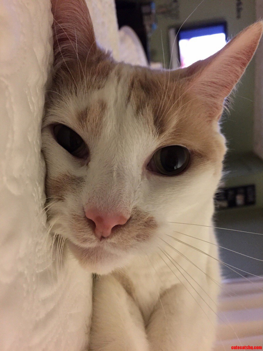 I Die a Little Every Time I See This Picture of My Sweet Boy Bogart
