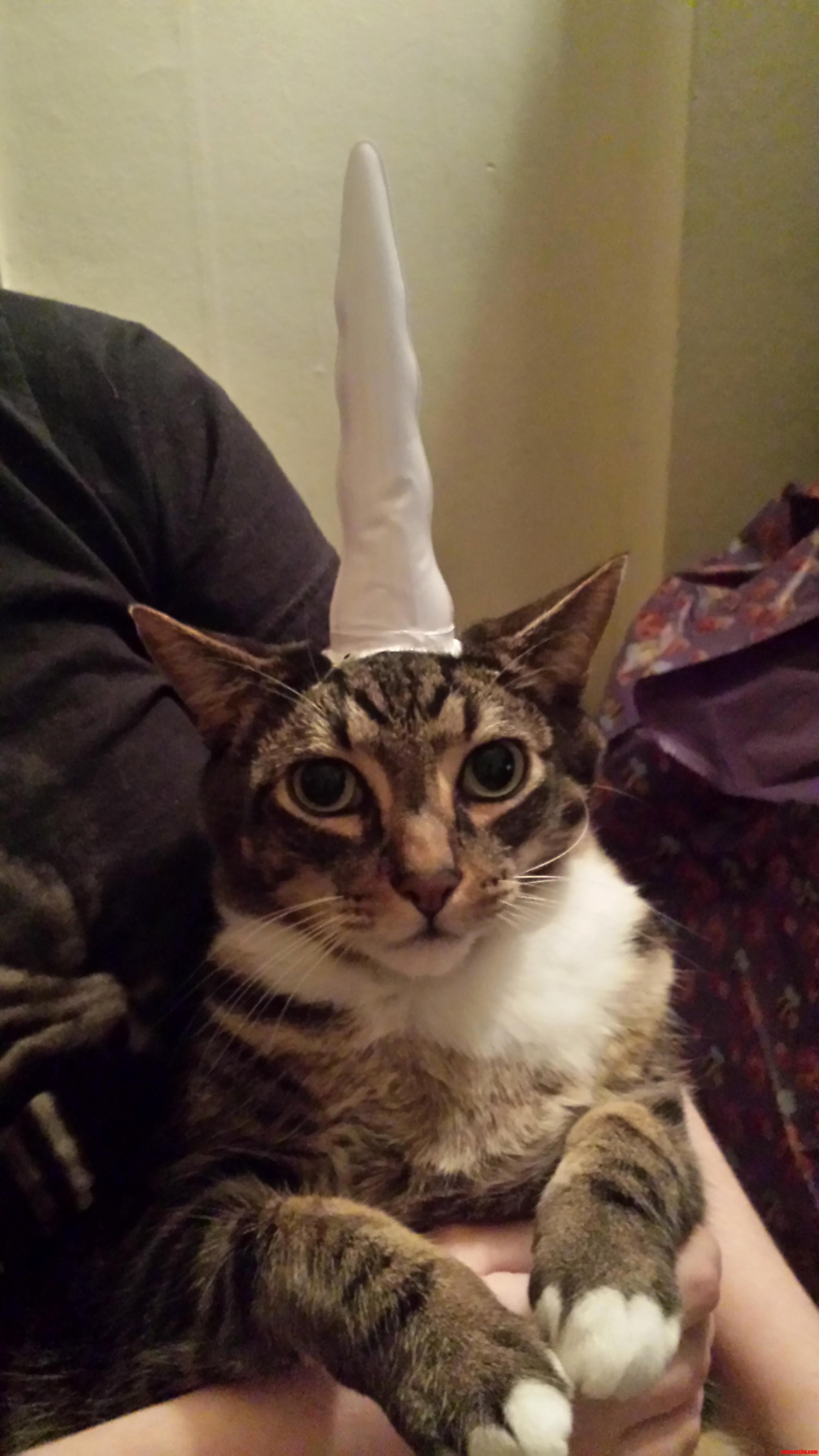 I Dont Think He Likes His Christmas Present..