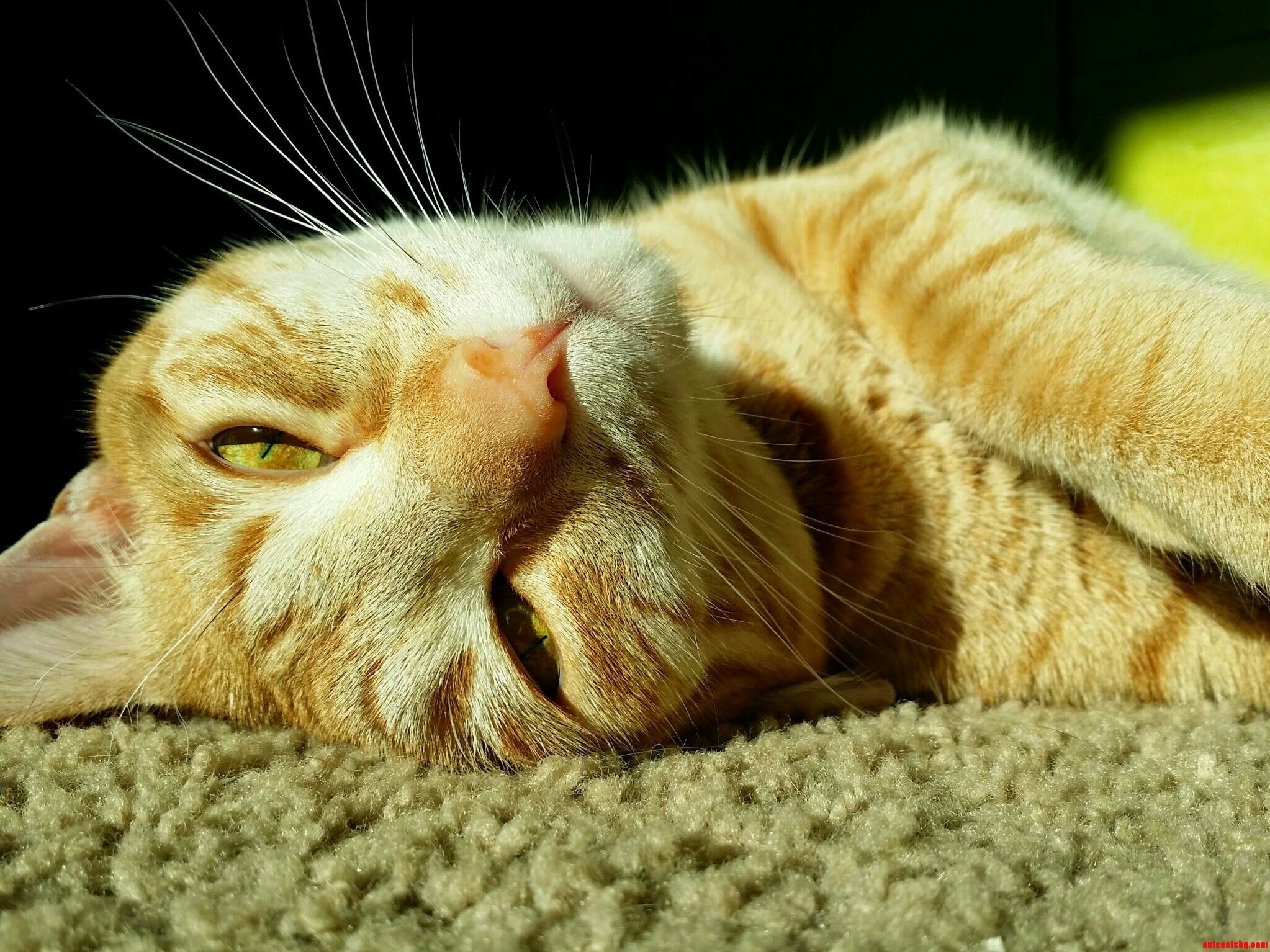 I Got a New Camera and Got a Great Picture of My Moxie