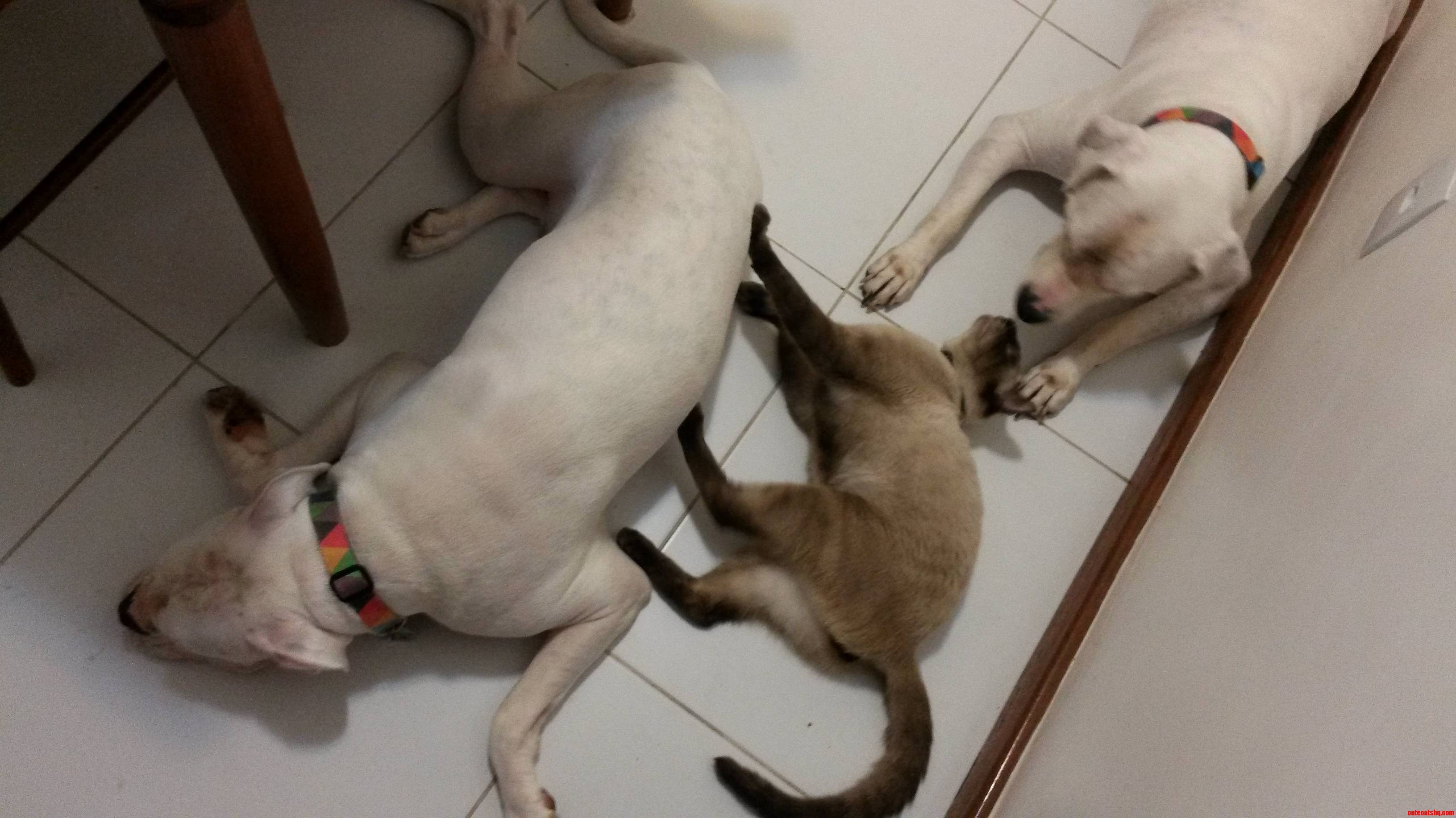 I Have Four Cats but Jedi Prefers to Hang Out with the Dogs