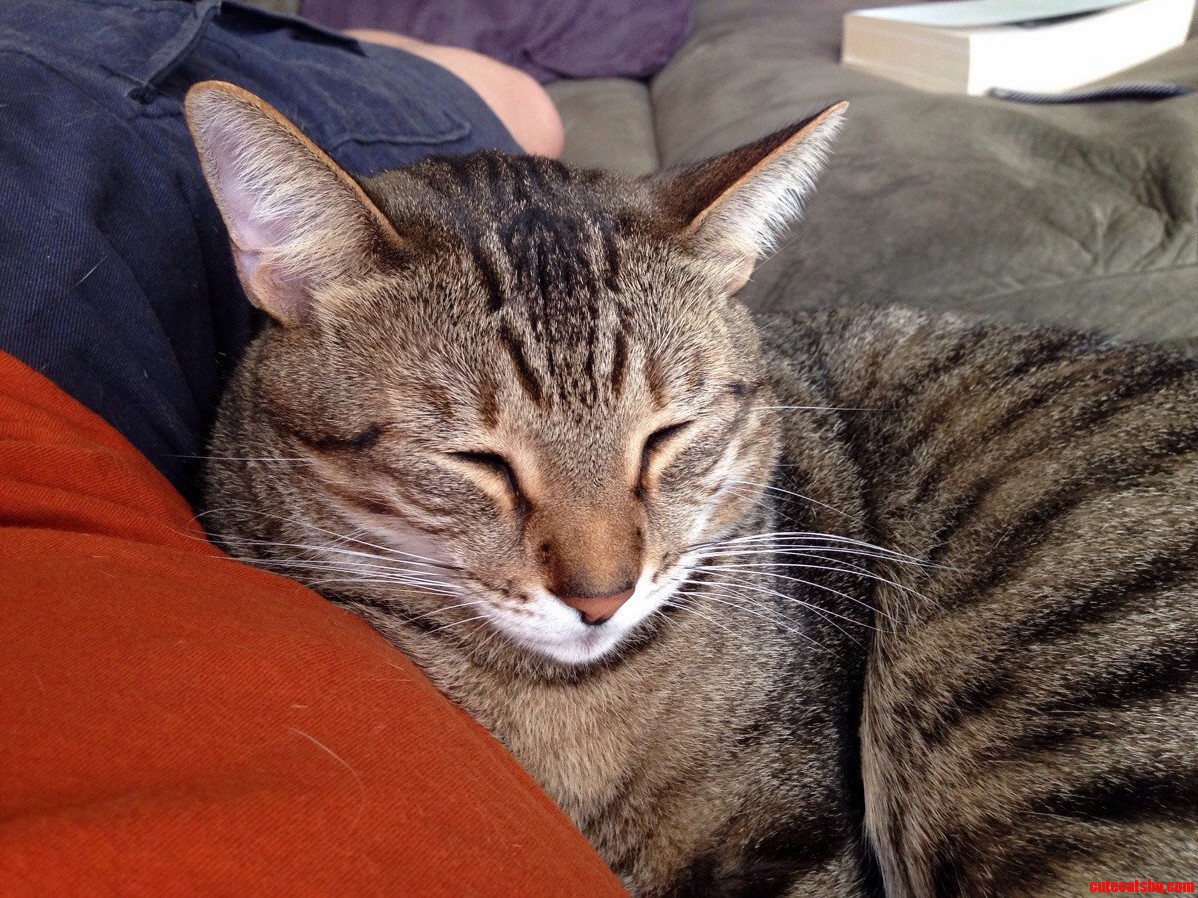 I Havent Been Feeling Well the Past Couple Days and My Handsome Boy Flynn Has Rarely Left My Side.