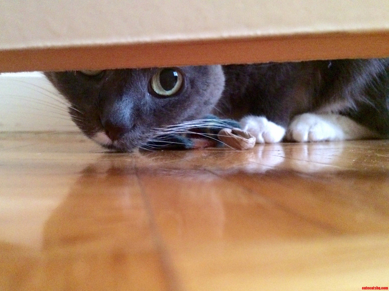 I Sees You.
