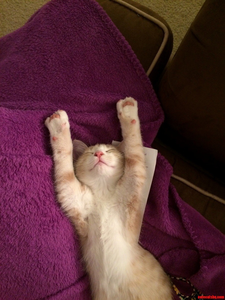 I Surrender ....to Sleep