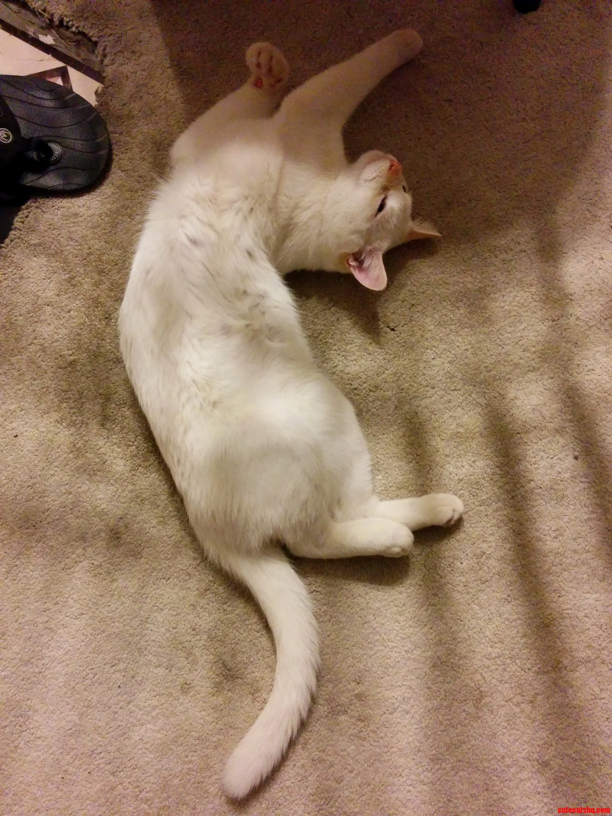 I Think Hank Is Broken. This Is How He Sleeps Sometimes.