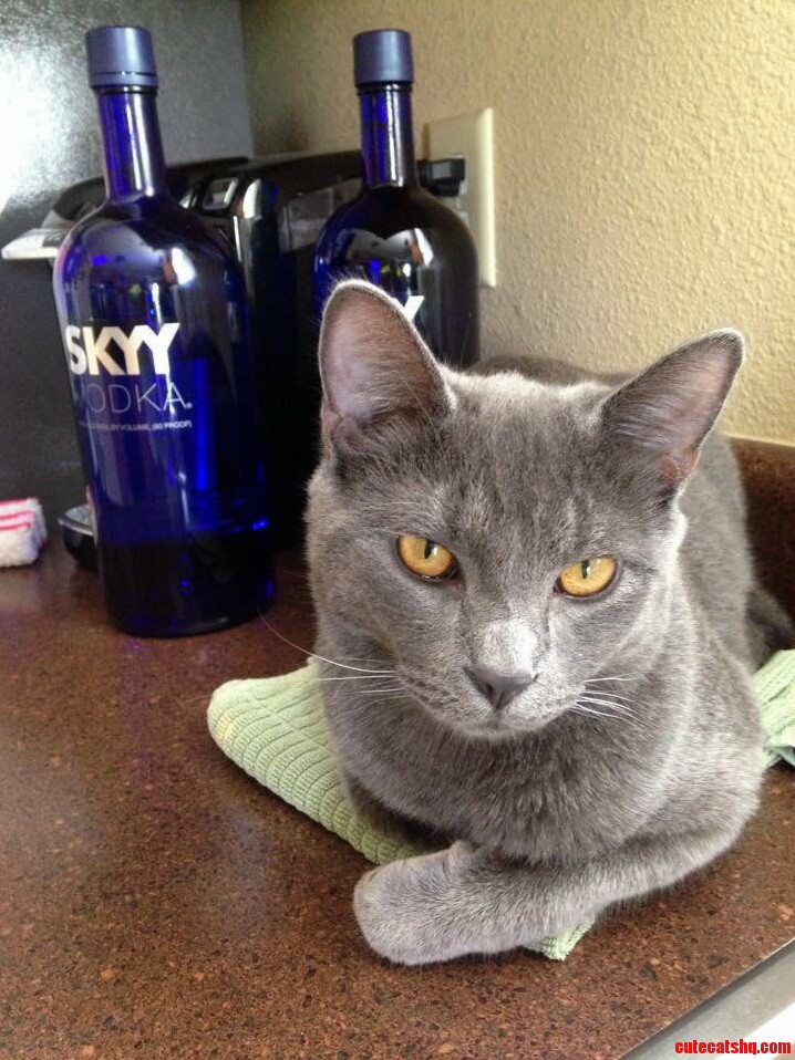 I Think My Cat Has a Drinking Problem..