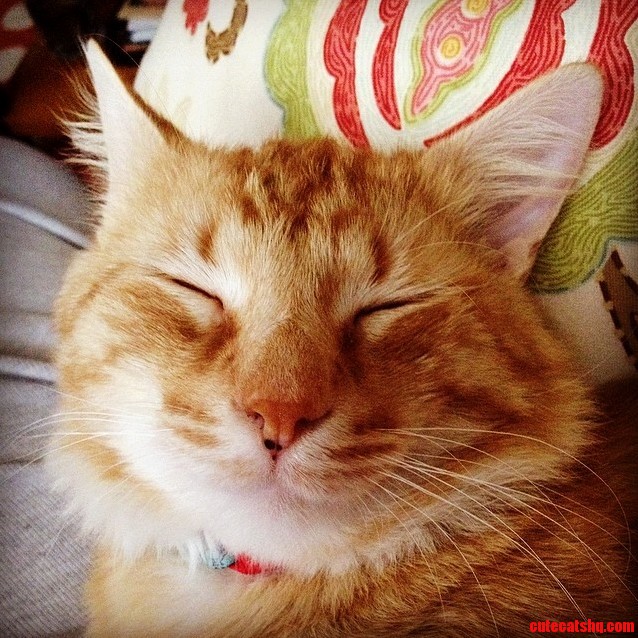 I Think Norman Is Happy to Be Adopted.