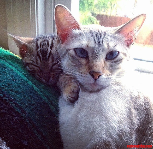 I Think She Has Finally Accepted the Kitten.