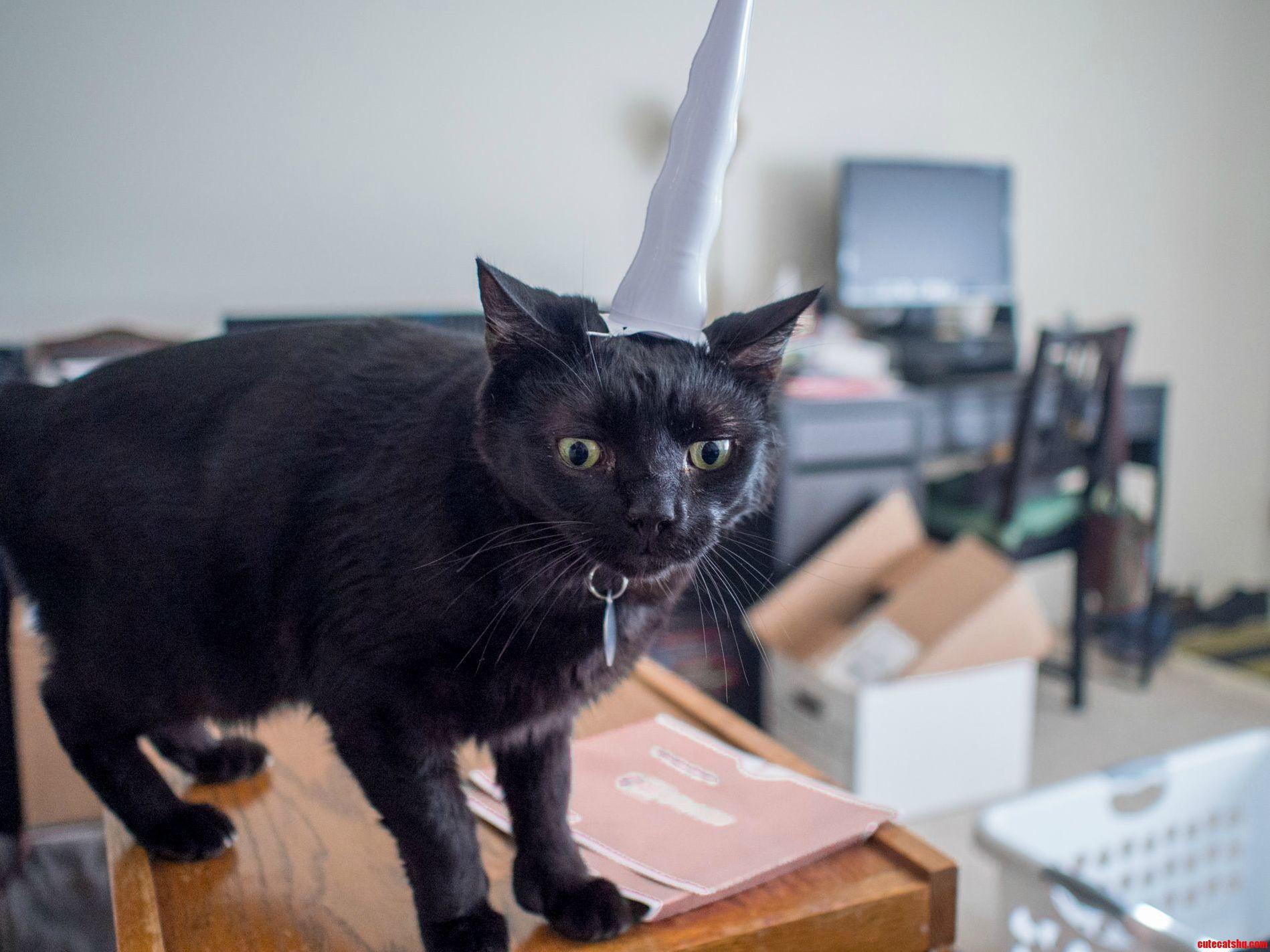 I... Think He Liked His Unicorn Horn Present