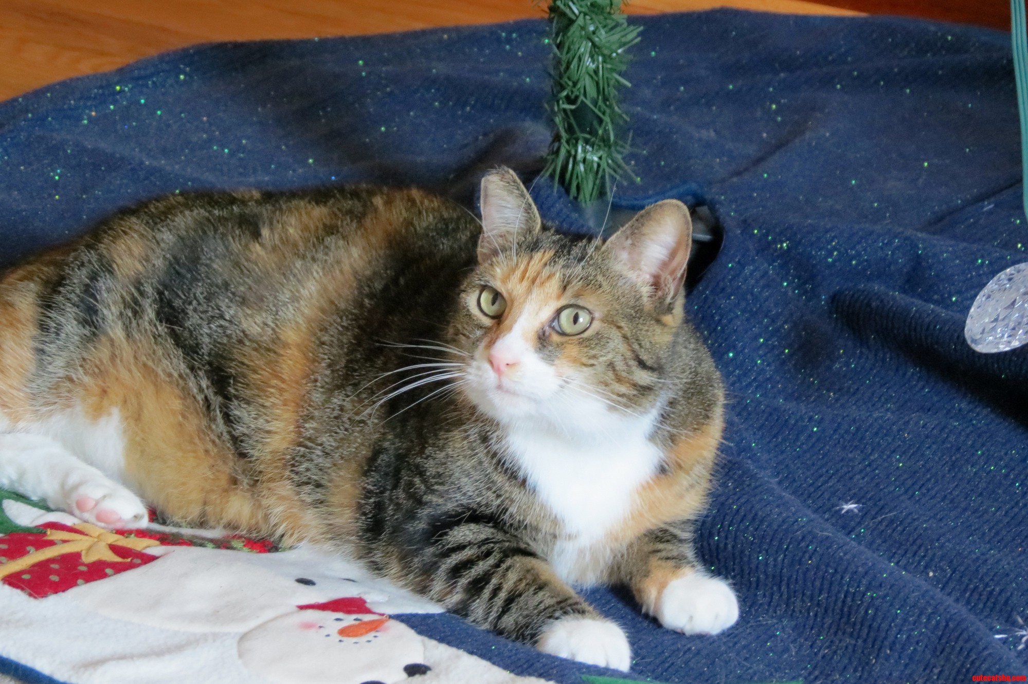If Cats Had Cakedays Today Would Be Chloes - 3 Years Since She Was Rescued from the Streets and Found a Forever Home.