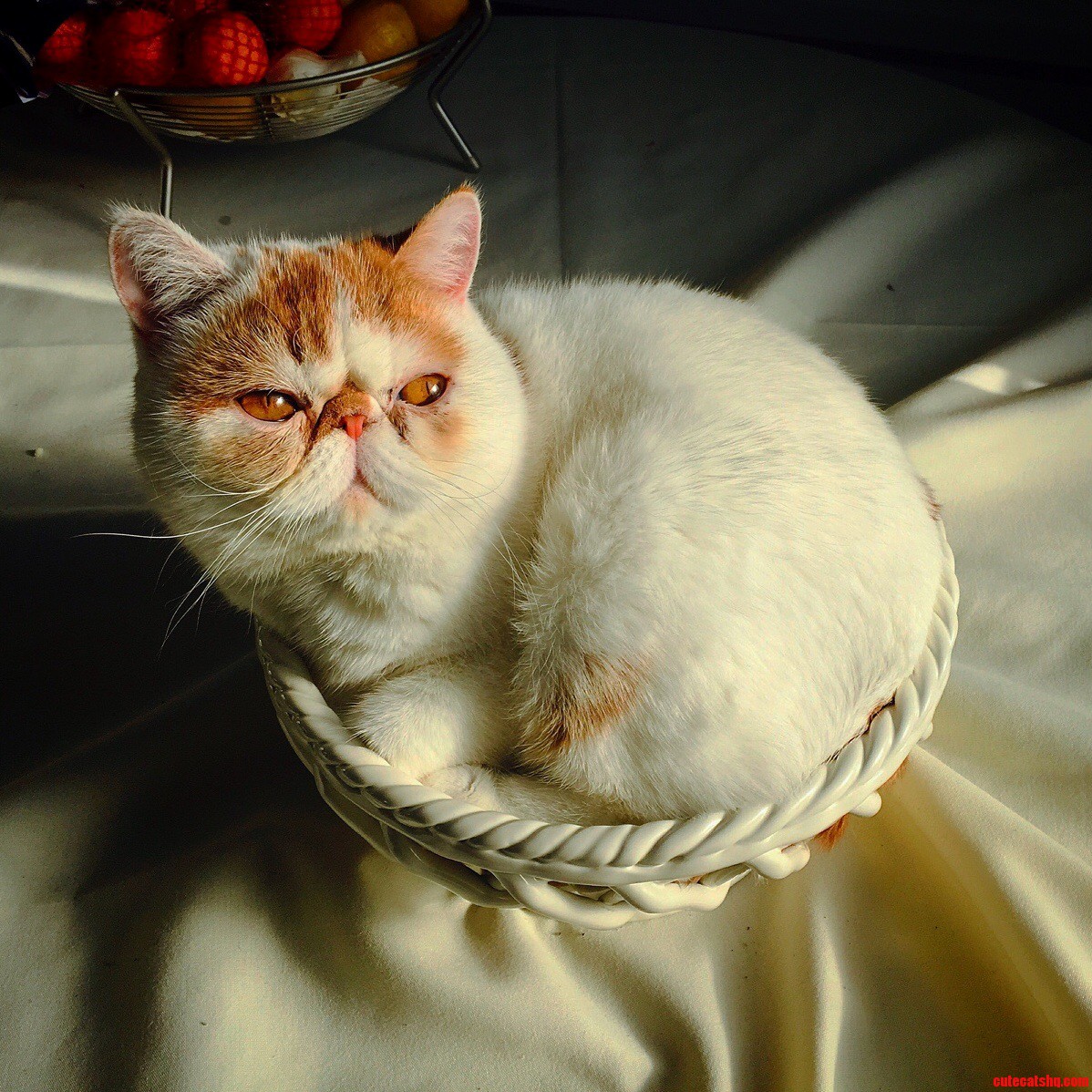 If I Fits I Sits.