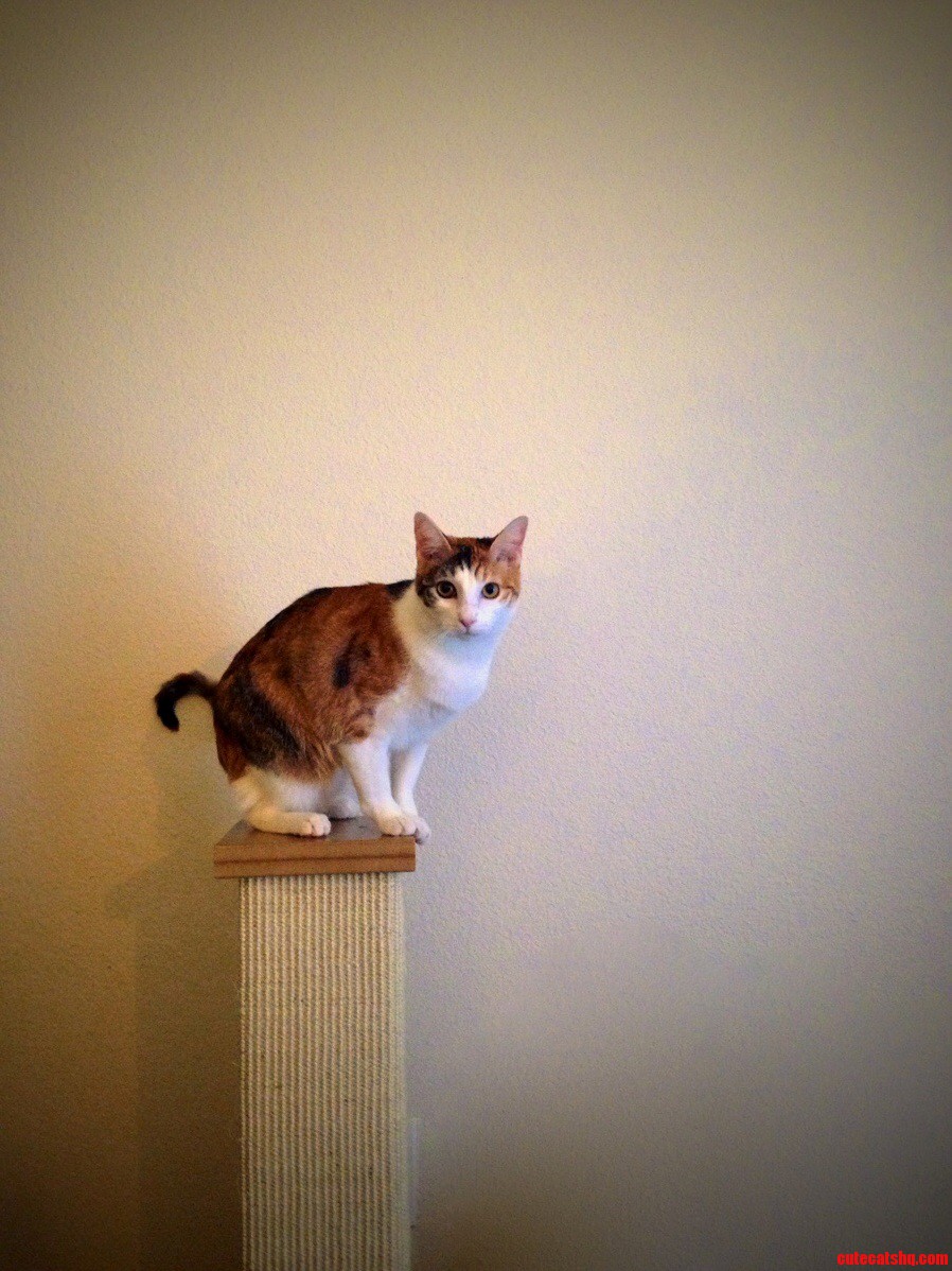 If You Love Your Cat As Much As I Do You Should Put Himher on the Highest Pedestal.
