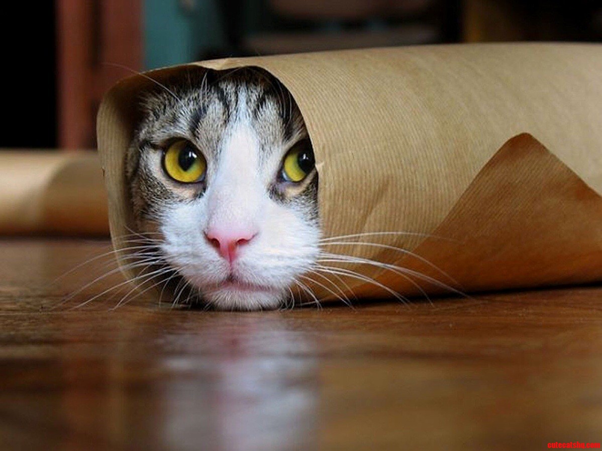 Im Not Afraid Im Just Playing Hide and Seek